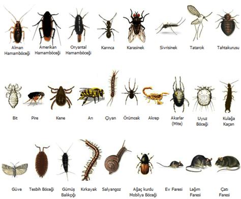 böcek çeşitleri ve isimleri